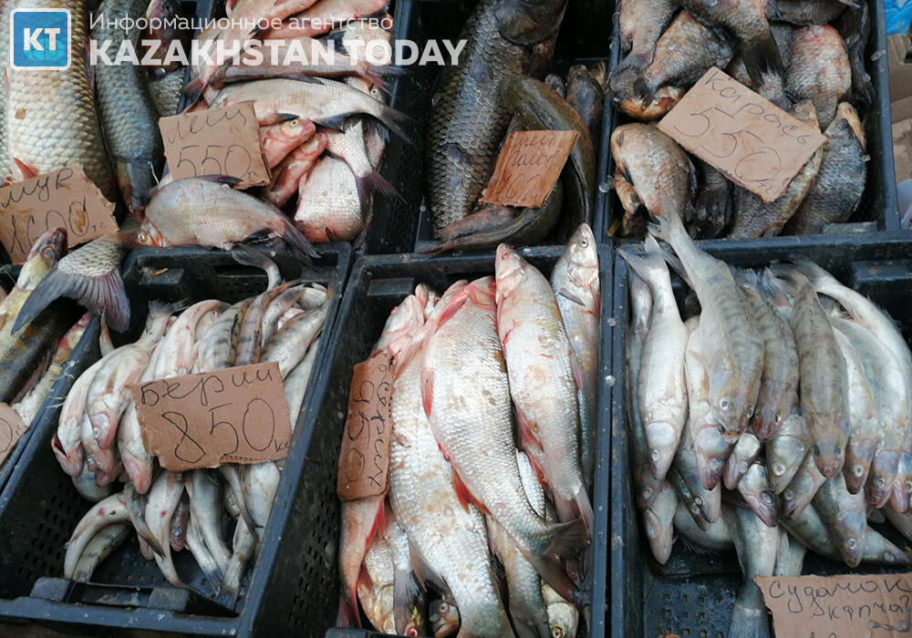 Производство выращиваемой и выловленной рыбы выросло на 12% с начала года в Казахстане

