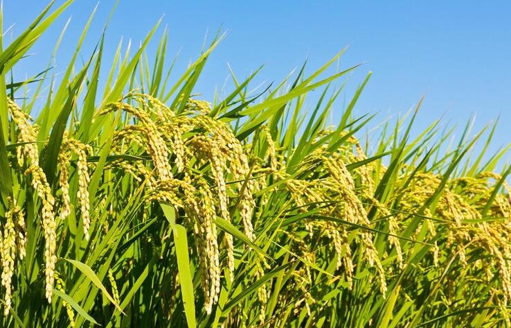 В МСХ заявили о стабильности на рынке риса в Казахстане