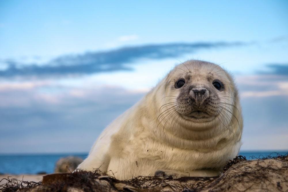 В Казахстане создадут резерват для сохранения популяции каспийских тюленей 