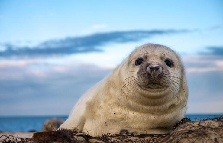 В Казахстане создадут резерват для сохранения популяции каспийских тюленей 