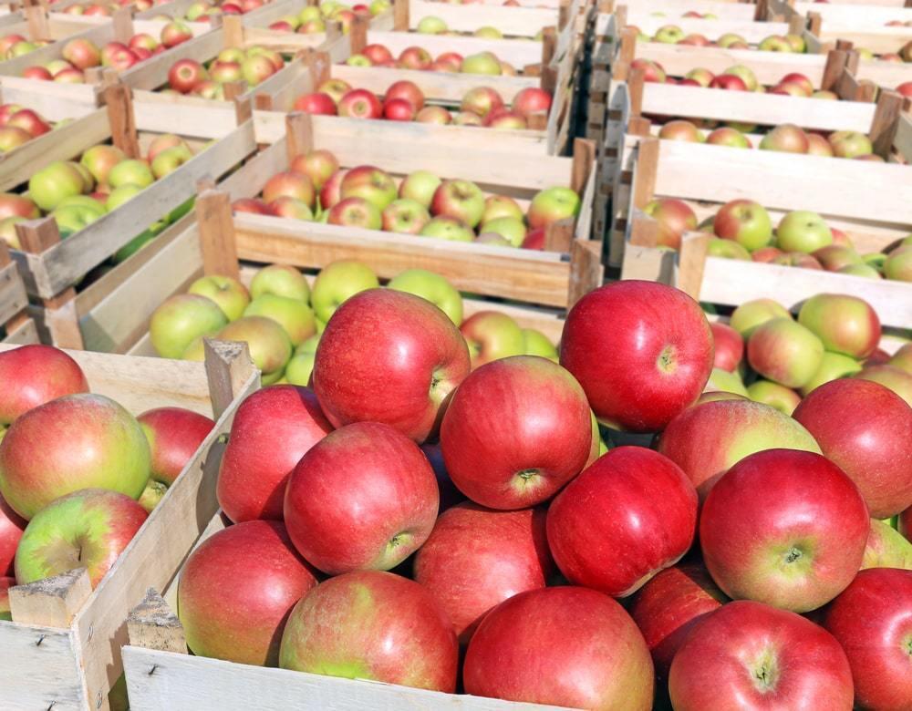 Казахстан может потерять часть рекордного урожая яблок 