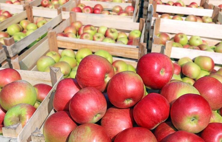 Казахстан может потерять часть рекордного урожая яблок 