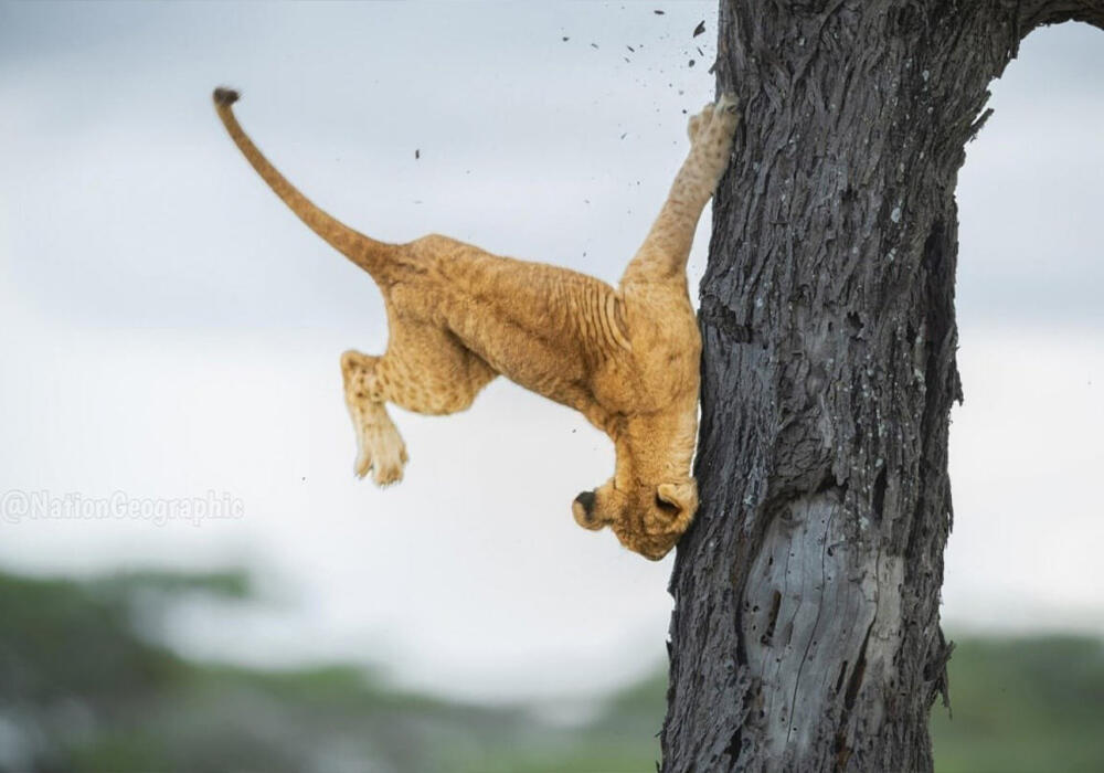 Победители премии "Комедийная фотография дикой природы - 2022". Фото: telegram/Nation Geographic