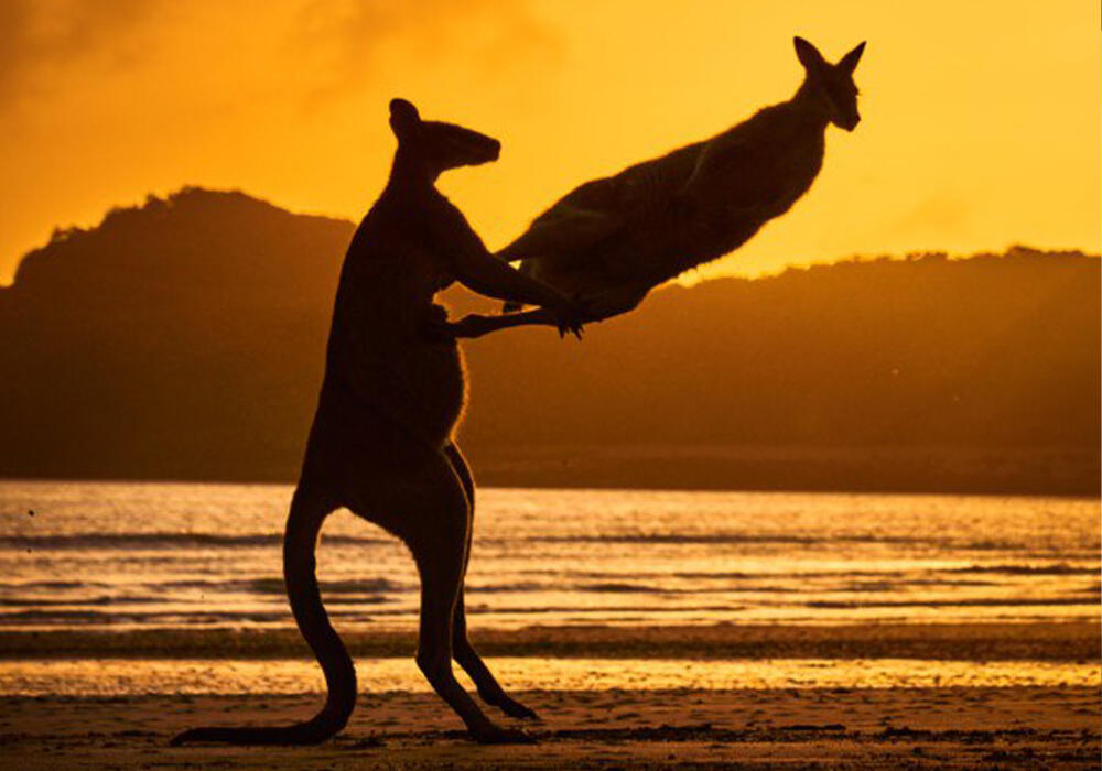 Победители премии "Комедийная фотография дикой природы - 2022". Фото: telegram/Nation Geographic