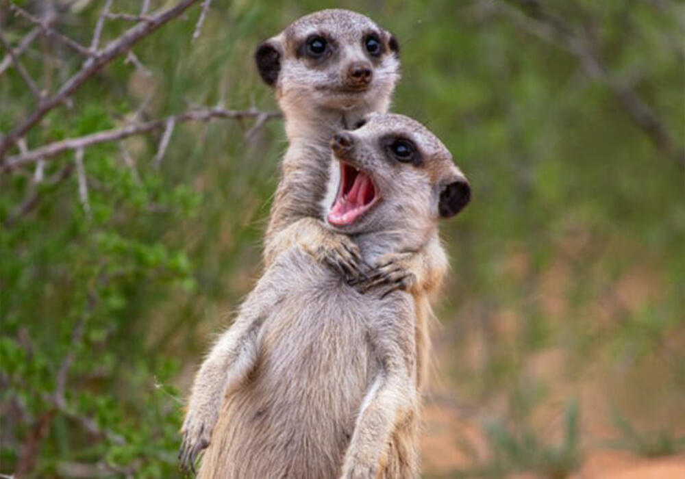 Победители премии "Комедийная фотография дикой природы - 2022". Фото: telegram/Nation Geographic