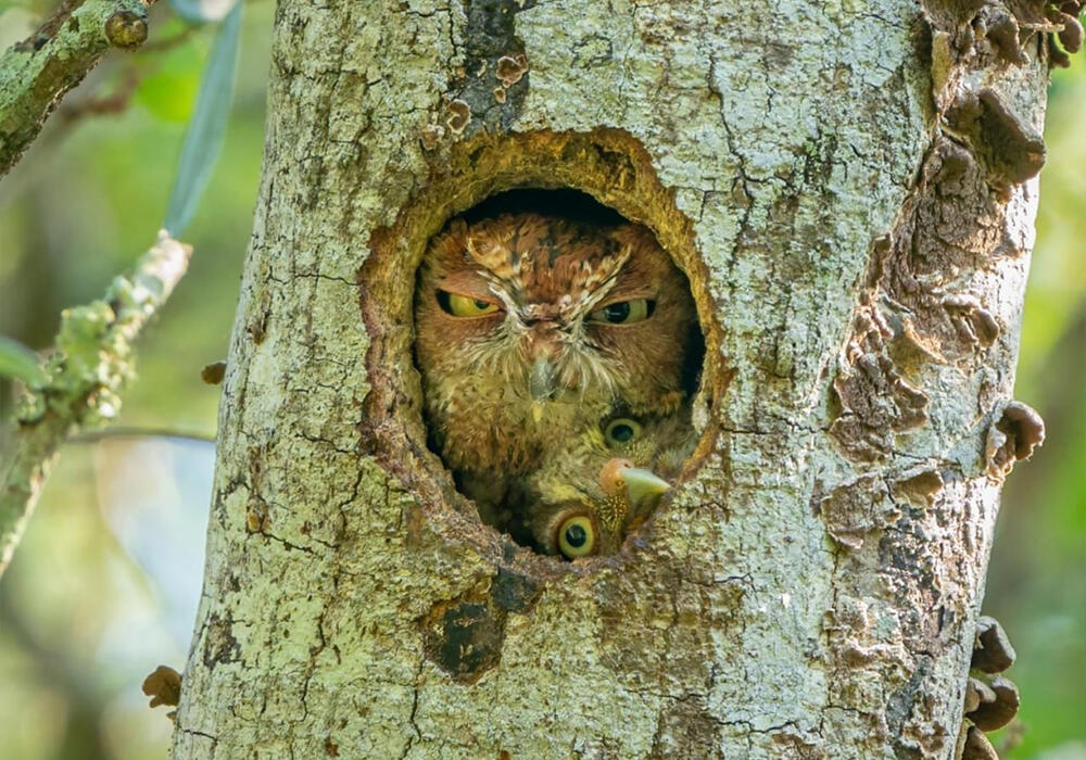 Победители премии "Комедийная фотография дикой природы - 2022". Фото: telegram/Nation Geographic