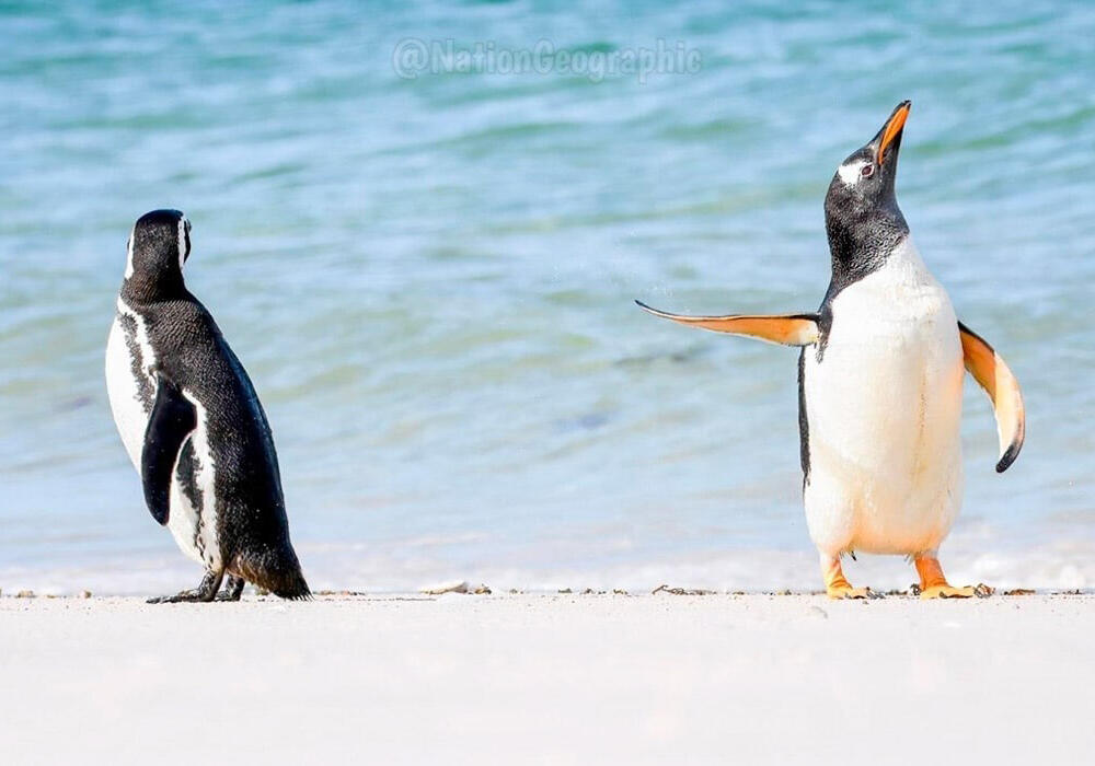 Победители премии "Комедийная фотография дикой природы - 2022". Фото: telegram/Nation Geographic