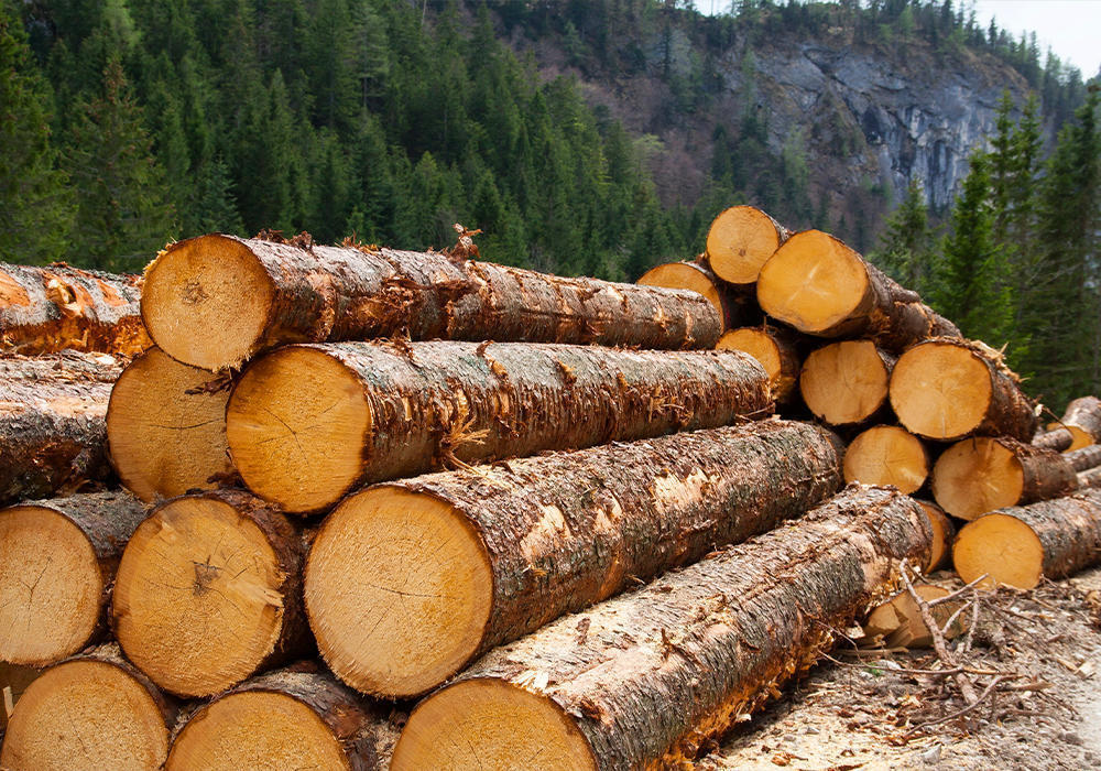 В Казахстане введен запрет на вывоз отдельных видов лесоматериалов