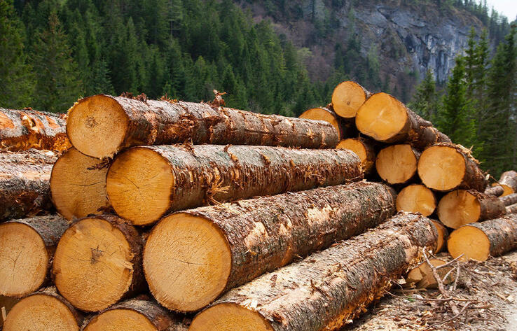 В Казахстане введен запрет на вывоз отдельных видов лесоматериалов