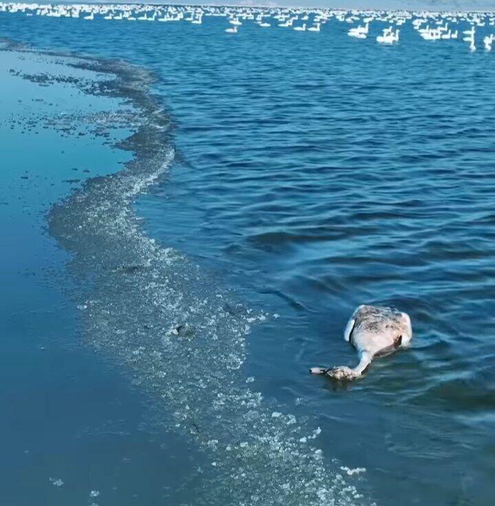 На озере Караколь обнаружили сотни мертвых лебедей 

 