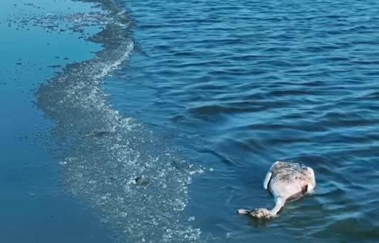 На озере Караколь обнаружили сотни мертвых лебедей 

 