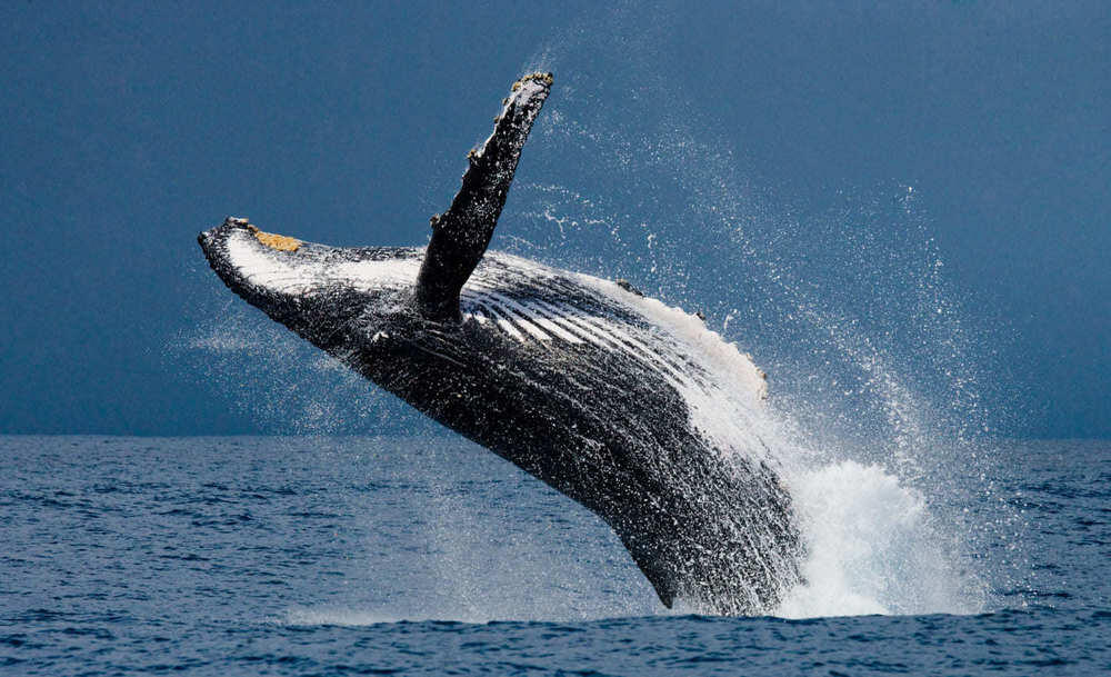 Бороться с глобальным потеплением предложили с помощью китов