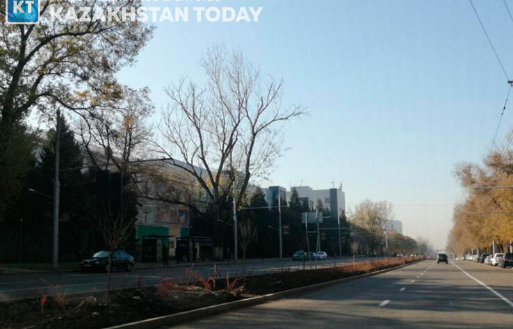 ЭОС: Эксперты пояснили причины гибели деревьев в Алматы 