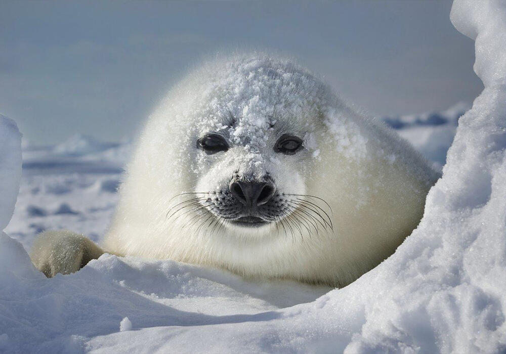 Детеныши тюленей греются на солнышке. Фото: telegram/Animal Planet