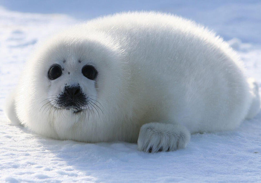 Детеныши тюленей греются на солнышке. Фото: telegram/Animal Planet