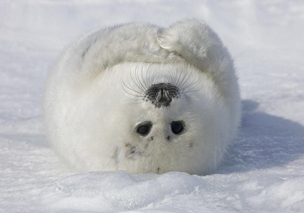 Детеныши тюленей греются на солнышке. Фото: telegram/Animal Planet