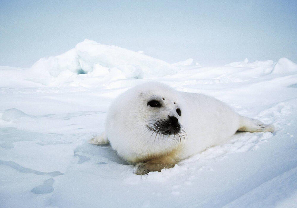 Детеныши тюленей греются на солнышке. Фото: telegram/Animal Planet