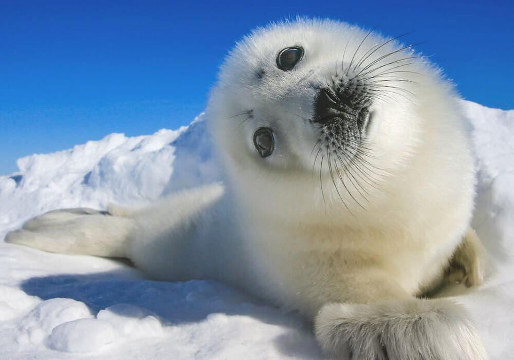 Детеныши тюленей греются на солнышке. Фото: telegram/Animal Planet