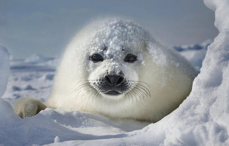 Итбалықтардың күшіктері күн сәулесінде жылынып жатыр