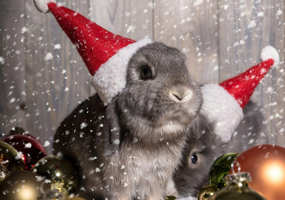 Новый год с животными. Фото: adonius.club