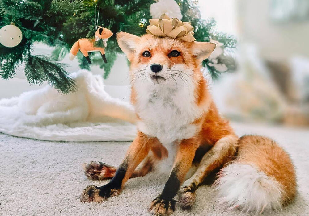 Новый год с животными. Фото: adonius.club