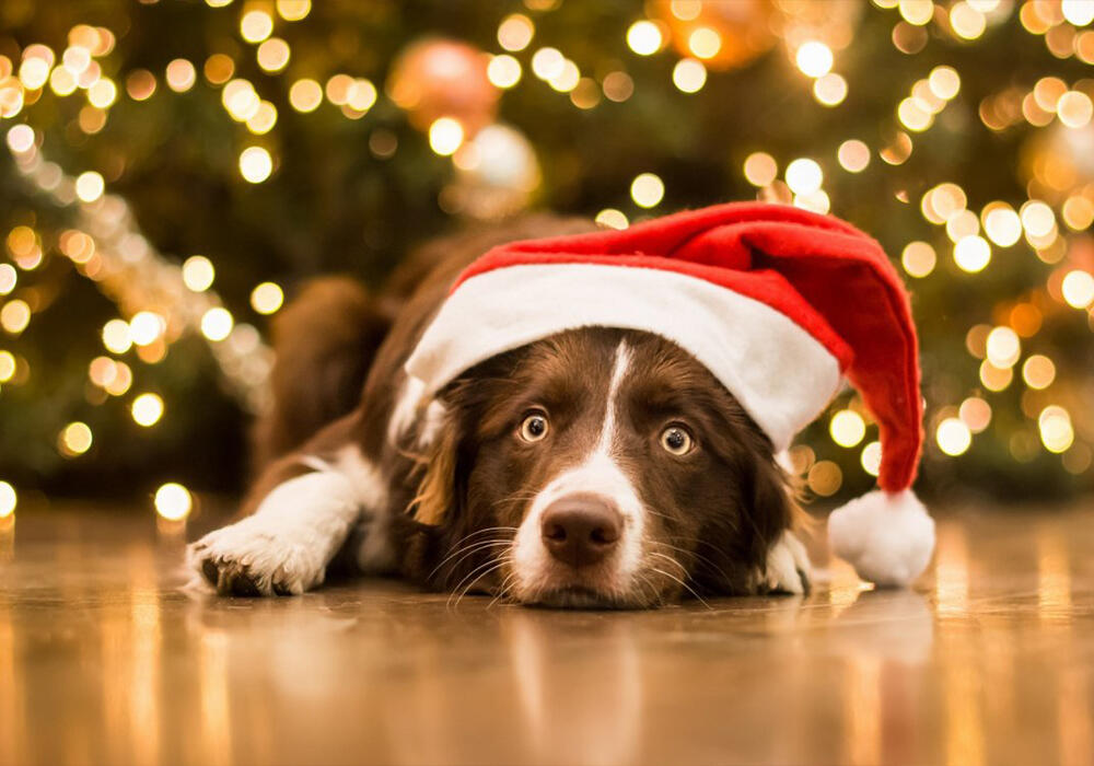 Новый год с животными. Фото: adonius.club