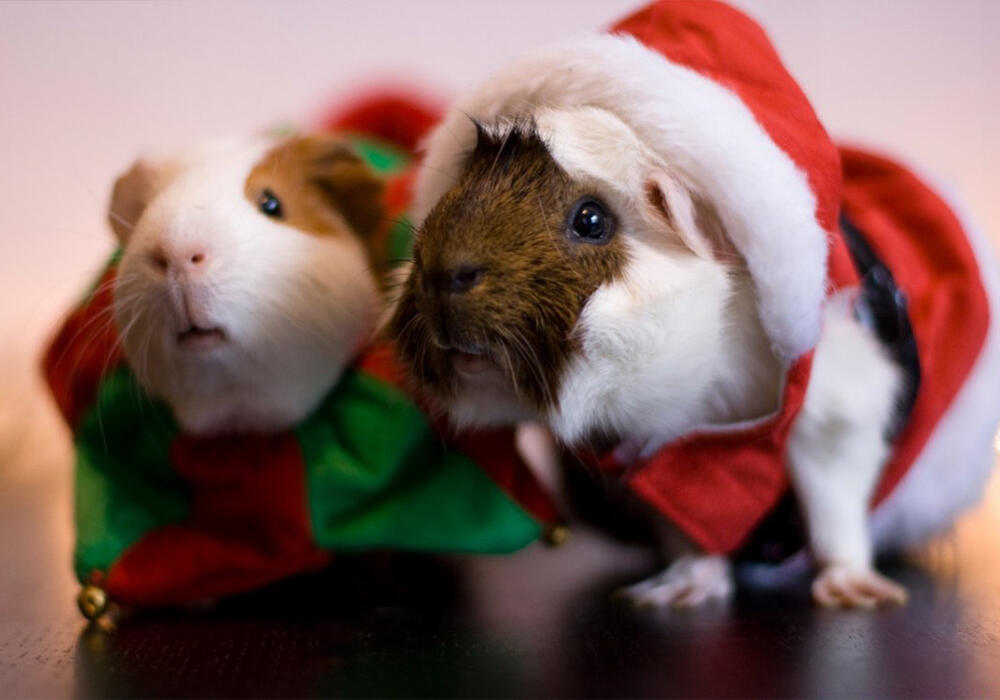 Новый год с животными. Фото: adonius.club