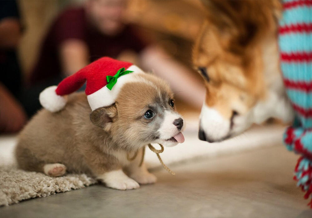 Новый год с животными. Фото: adonius.club