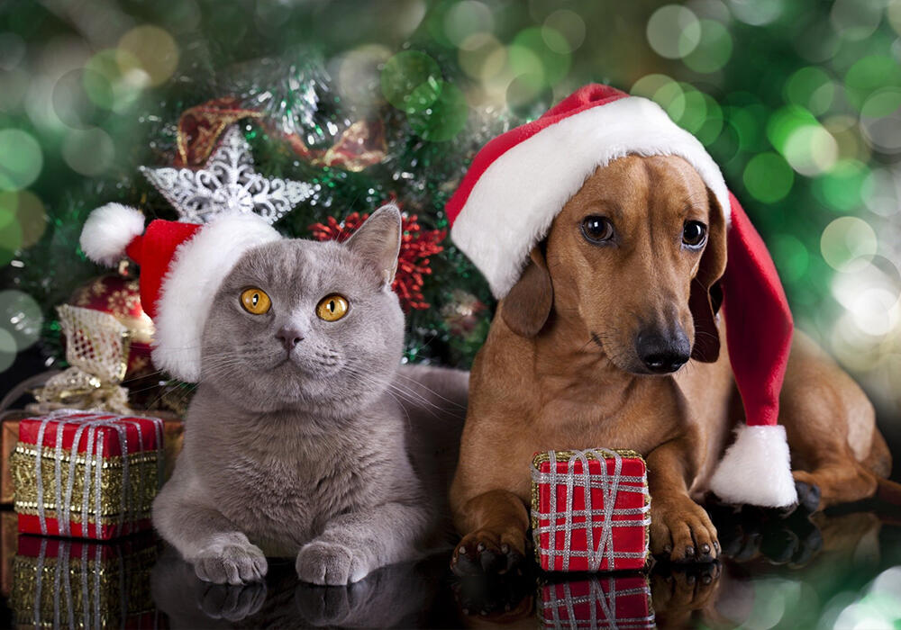 Новый год с животными. Фото: adonius.club
