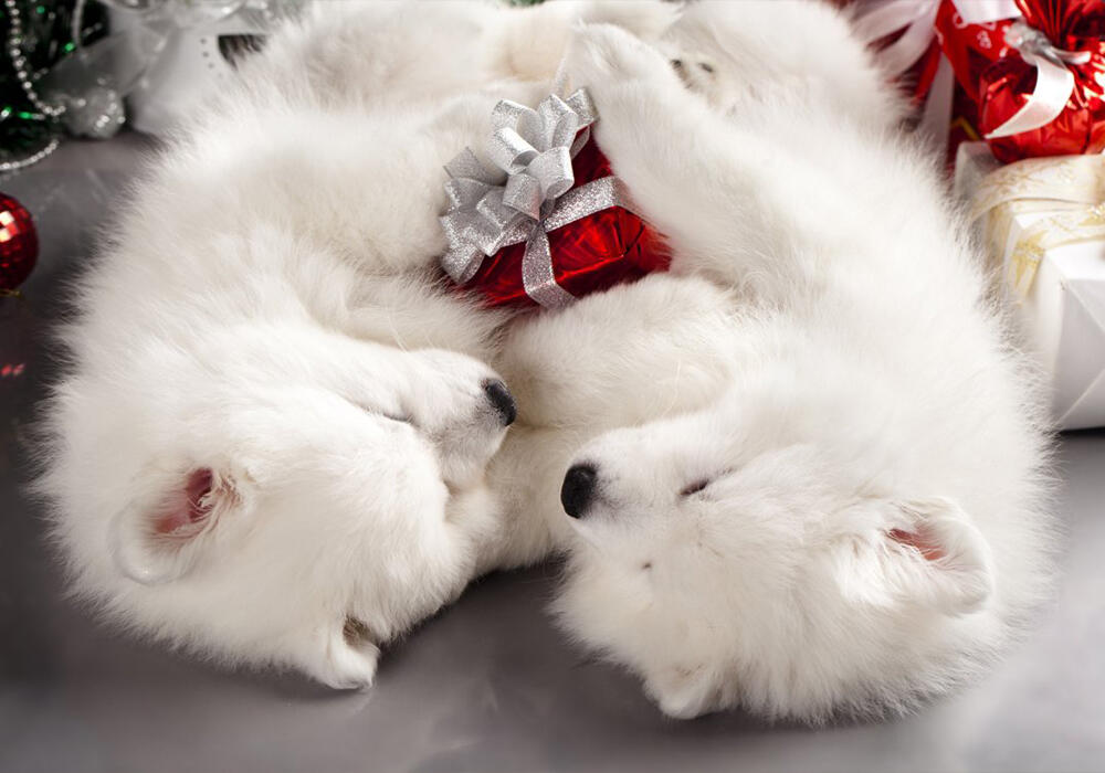 Новый год с животными. Фото: adonius.club