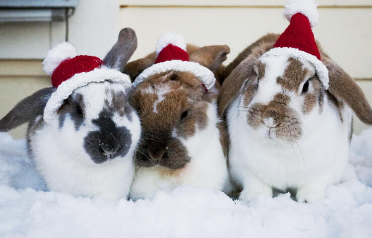 New Year with animals