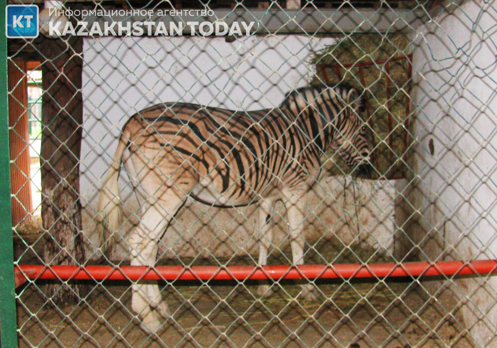 Контактных зоопарков в Казахстане, к счастью, становится все меньше, однако пока это позорное явление еще до конца себя не изжило