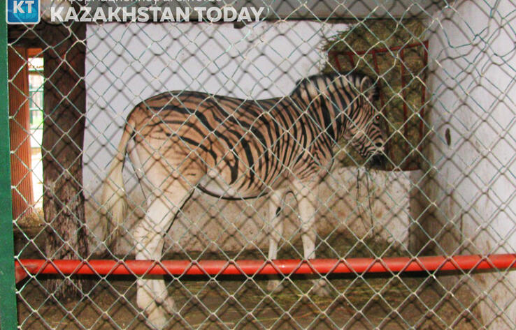 Контактных зоопарков в Казахстане, к счастью, становится все меньше, однако пока это позорное явление еще до конца себя не изжило