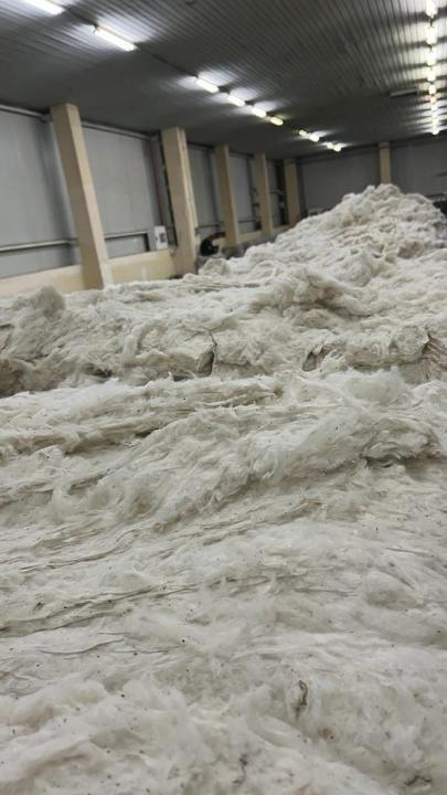 Турция предоставит Казахстану 1000 тонн высококачественных семян хлопчатника. Фото: Минсельхоз РК