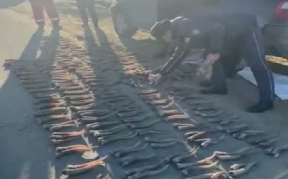 В Актюбинской области полицейские изъяли более тысячи рогов сайги 