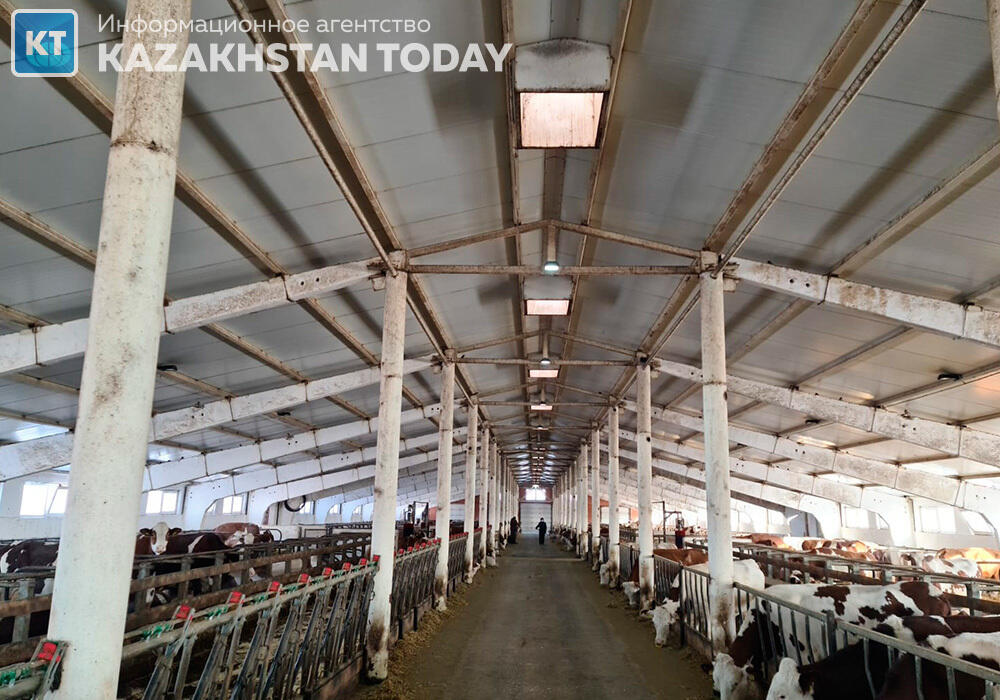 Казахстан и Россия намерены снять ограничения на поставки животноводческой продукции