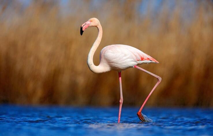 Фламинго прилетели раньше срока на озеро Караколь в Мангистауской области