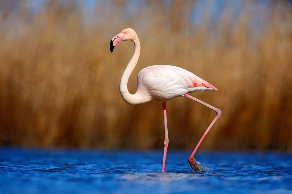 Pink Flamingos Caught on Camera Returning on Karakol Lake Ahead of Schedule