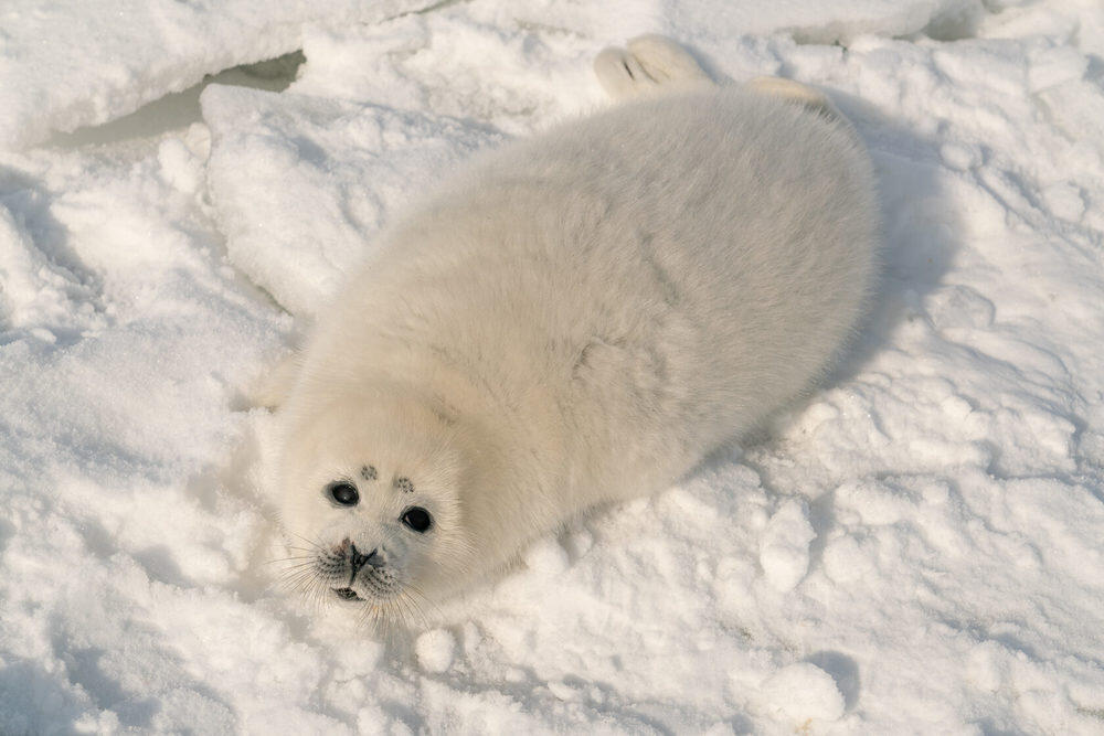 CAIER получит гранты для реабилитации каспийского тюленя