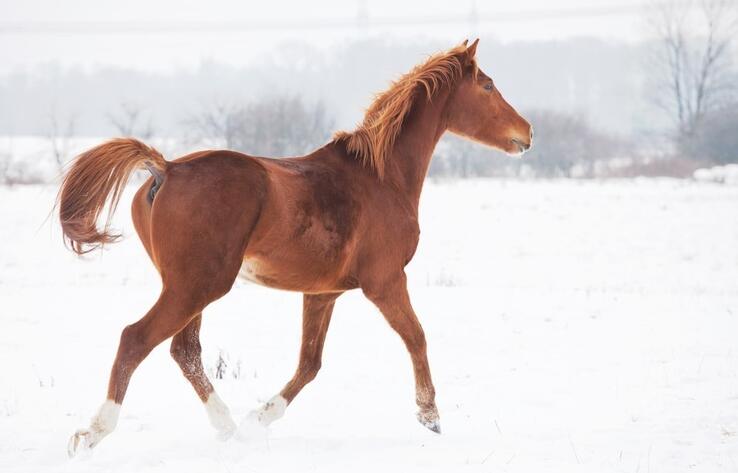 В страшных муках умирают лошади в Карагандинской области