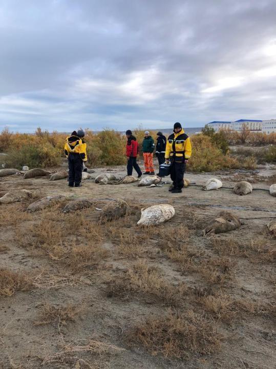 Каспий итбалықтарының қырылуына жануарлардың тіршілік ету ортасының ластануынан иммунитетінің төмендеуі себеп болды