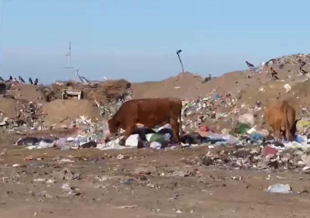 Жители села в Атырауской области жалуются на незаконный слив нечистот и свалку