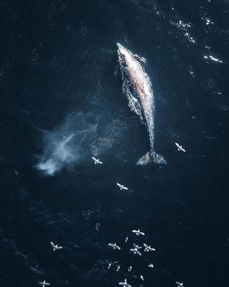 Животный мир Чукотки. Фото: telegram | Путешествия Колумба