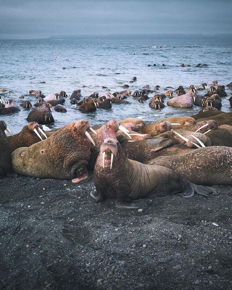 Животный мир Чукотки. Фото: telegram | Путешествия Колумба