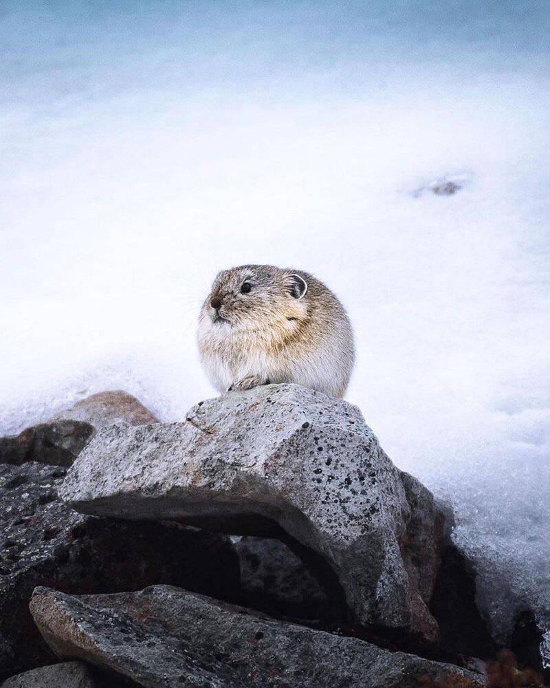 Животный мир Чукотки. Фото: telegram | Путешествия Колумба