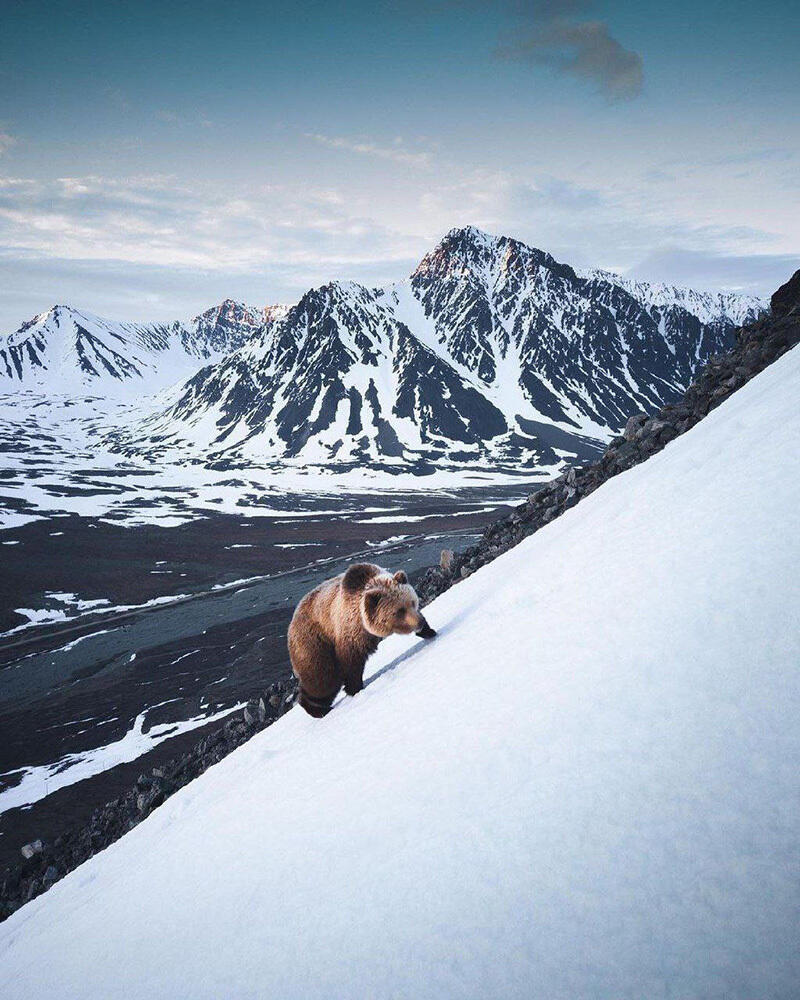 Животный мир Чукотки. Фото: telegram | Путешествия Колумба