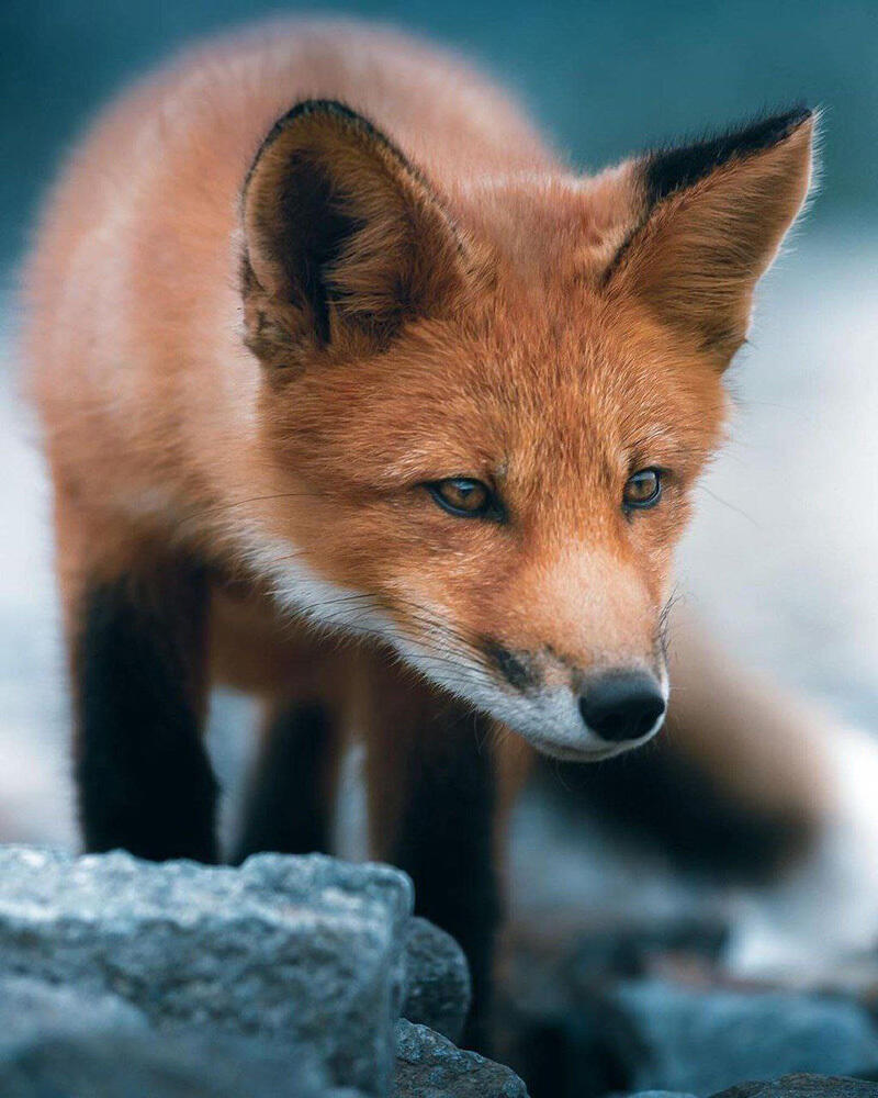 Животный мир Чукотки. Фото: telegram | Путешествия Колумба