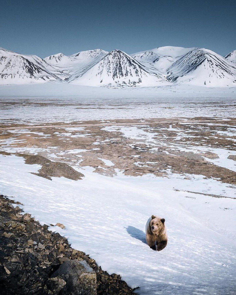 Fauna of Chukotka. Images | telegram | Путешествия Колумба