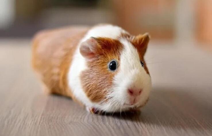 Алматыдағы мектептердің бірінде биология сабағында теңіз шошқасы өлтірілді