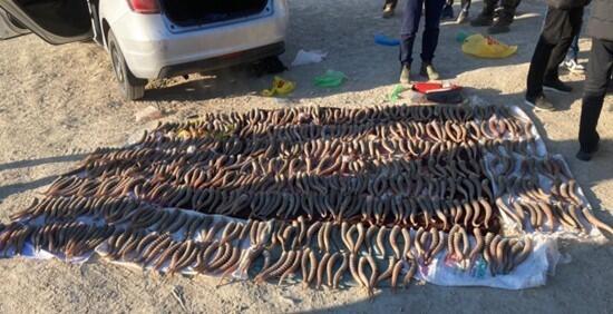 Ущерб на миллиард тенге: браконьеров, истреблявших сайгаков, задержали в Мангистауской области . Фото: КНБ РК